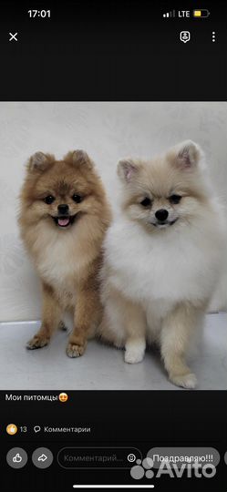 Померанский шпиц девочка