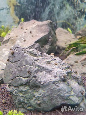 Теодоксус улитка