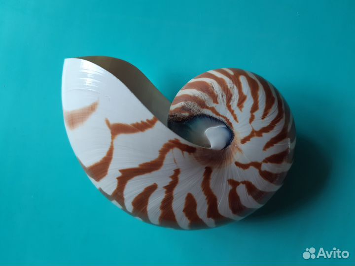 Наутилус Помпилиус Морская раковина 13см юва