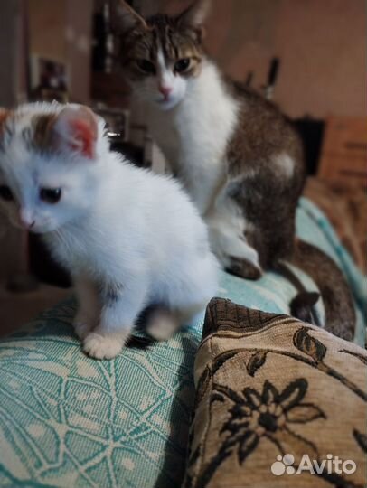 Котенок девочка