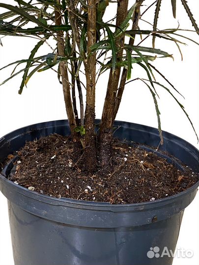 Дизиготека Элеганиссима 110 см