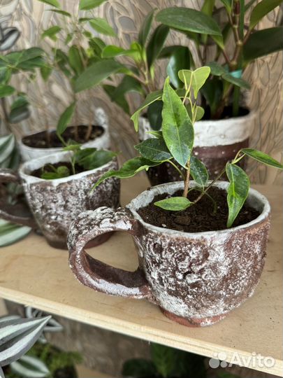 Фикус Анастасия