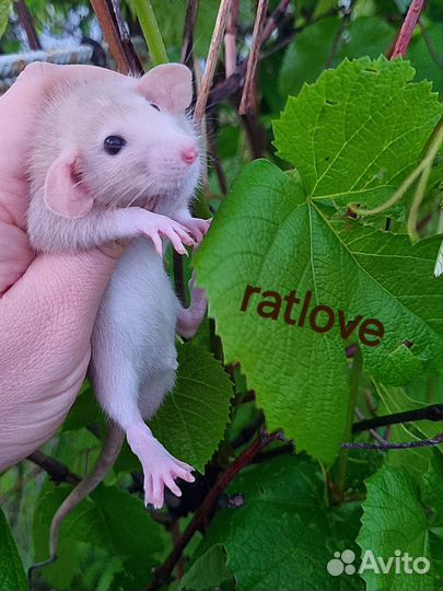 Крысята ручные и нежные мальчишки от ratlove