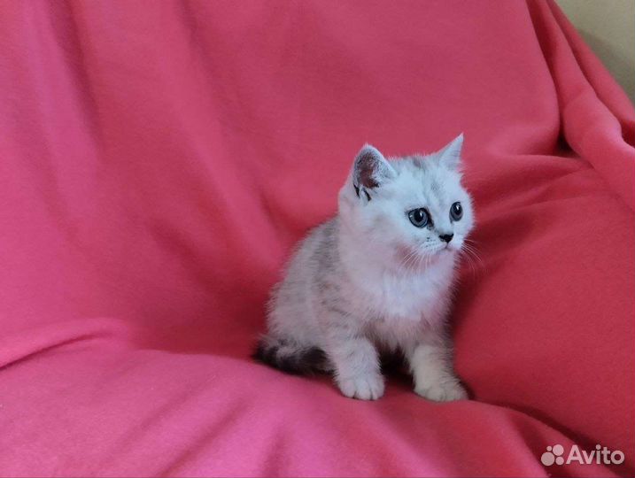 Британские котята