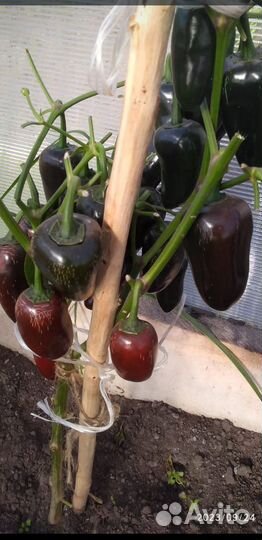 Семена острого перца Халапенью блек