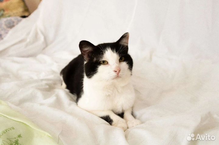 Котик Марат