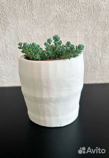 Растение в горшке (седум)
