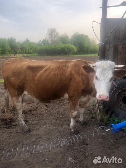 Корова с теленком(бычок)на подсос