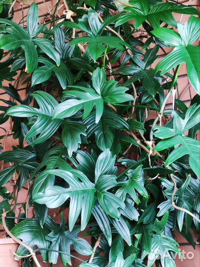 Филодендрон дольчатый