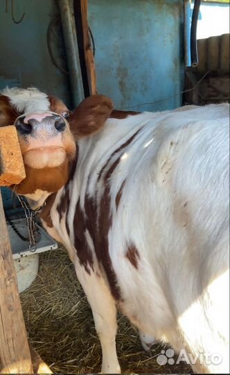 Корова,бычки