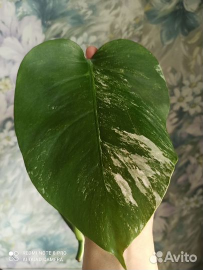 Монстера альба