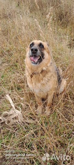 Отдам в добрые руки