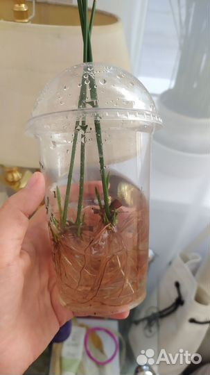 Циперус малыши