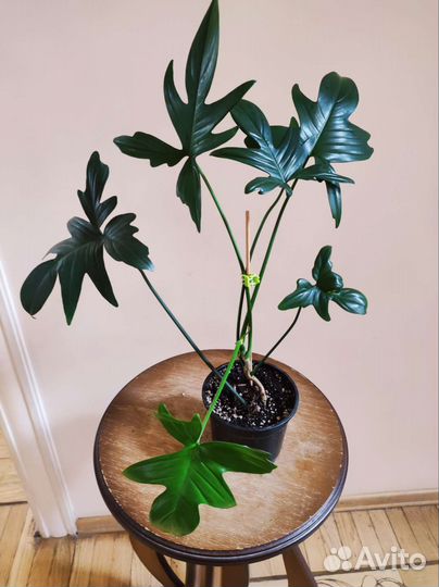 Филодендрон дольчатый