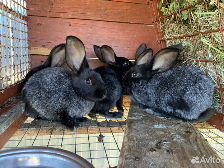 Кролик «Полтавское Серебро»