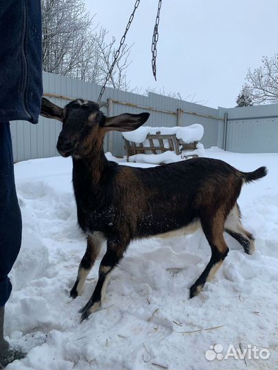 Нубийские козы,камерунские