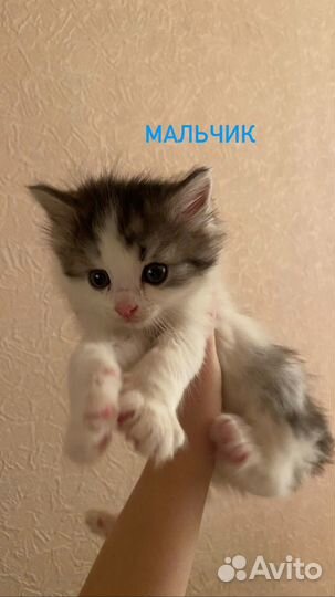 Котята в добрые руки