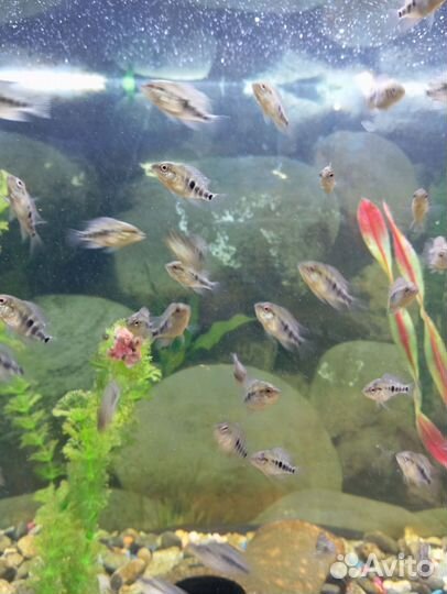 Рыбки Цитрон