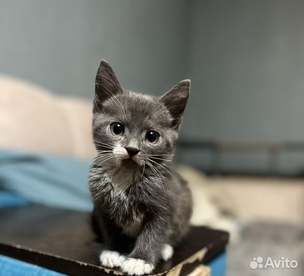 Котенок мальчик в добрые руки