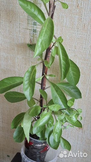 Джинура листья бога