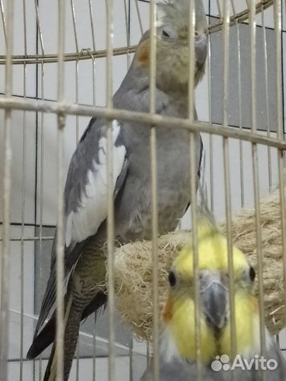 Попугай корелла