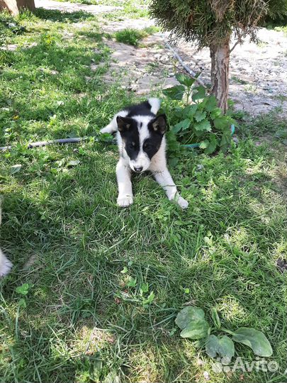 Щенки западно сибирской лайки