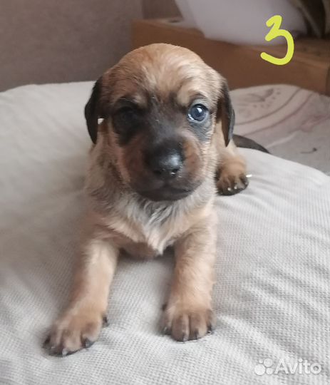 Собаки щенки таксы