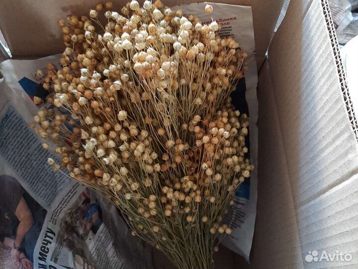 Сухоцветы для декора и творчества