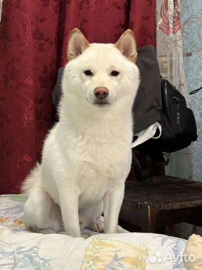 Вязка кобеля Сиба -ину