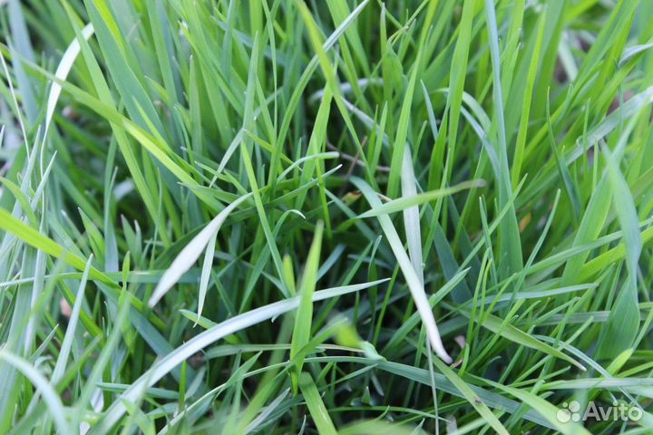 Семена мятлика