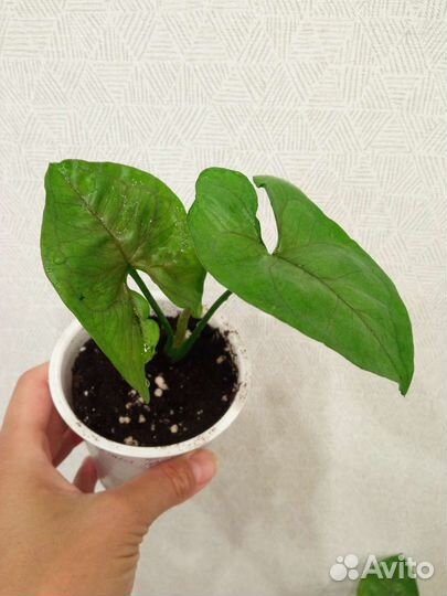 Сингониумы сортовые