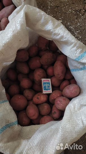 Семенной картофель Алладин