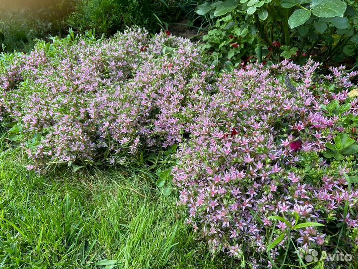 Очиток почвопокровный, 2х видов