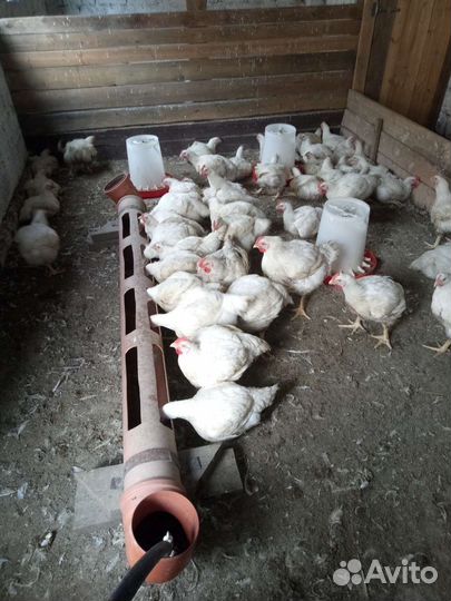 Цыплята и куры бройлер