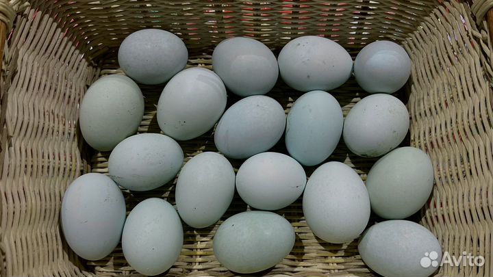 Цыплята ухейилюй