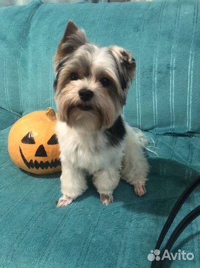 Бивер вязка