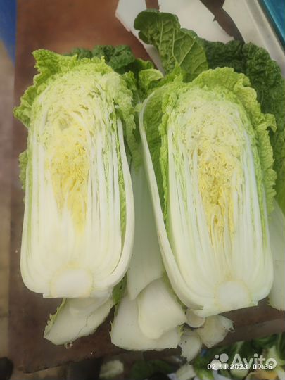 Пекинская капуста выращенная в теплице