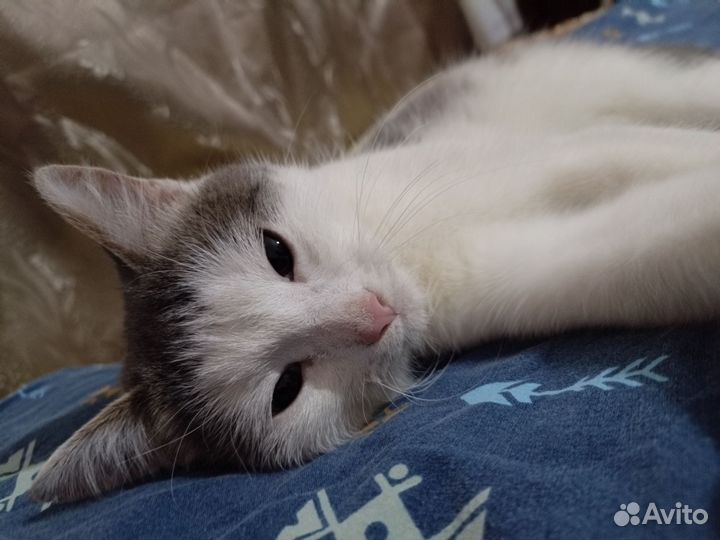 Котёнок в добрые руки