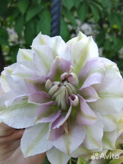 Клематис Ruriokoshi