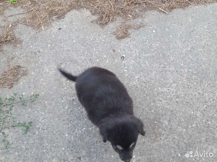 Отдам в хорошие руки самого ласкового щенка