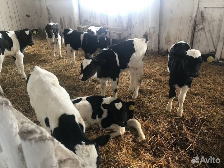 Телята на откорм, бычки