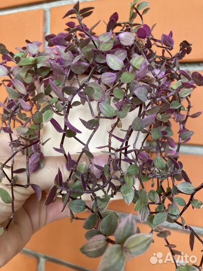 Каллизия Бьянка и Розовая пантера