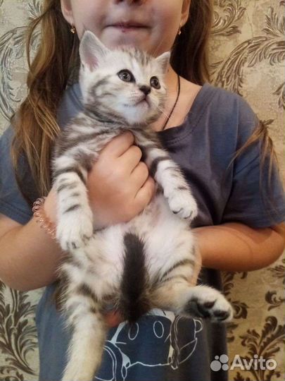 Шотландские котята