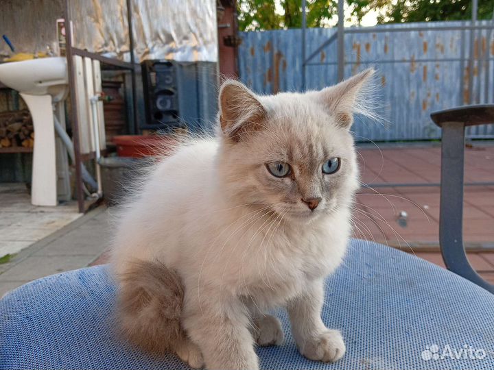 Шотландская вислоухая