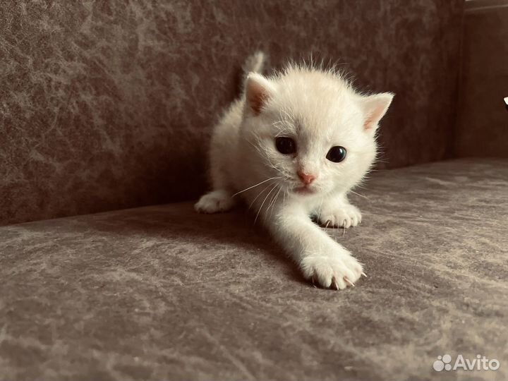 Котята ищут дом