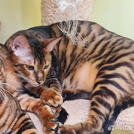 Тойгер котята