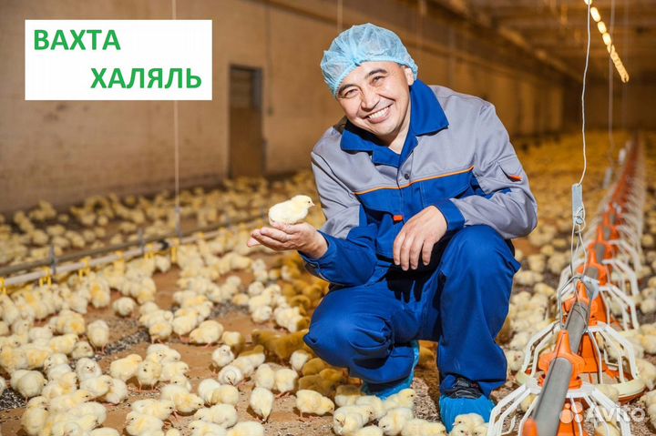 Рабочий в Халяльный цех/ Вахта Птицефабрика