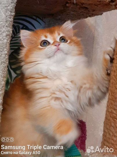 Золотые пушистые котята