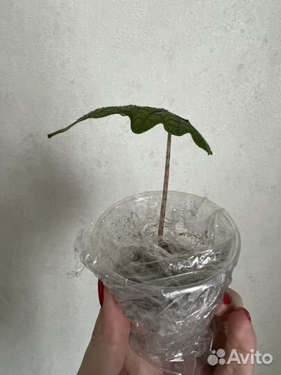 Алоказия Жаклин