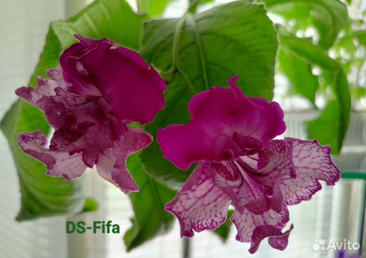 Стрептокарпус WOW Fifa Niobe лист